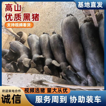 优质黑猪苗
