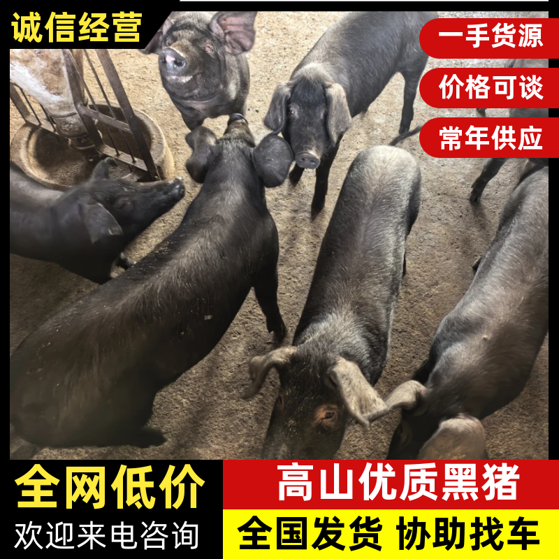优质黑猪仔