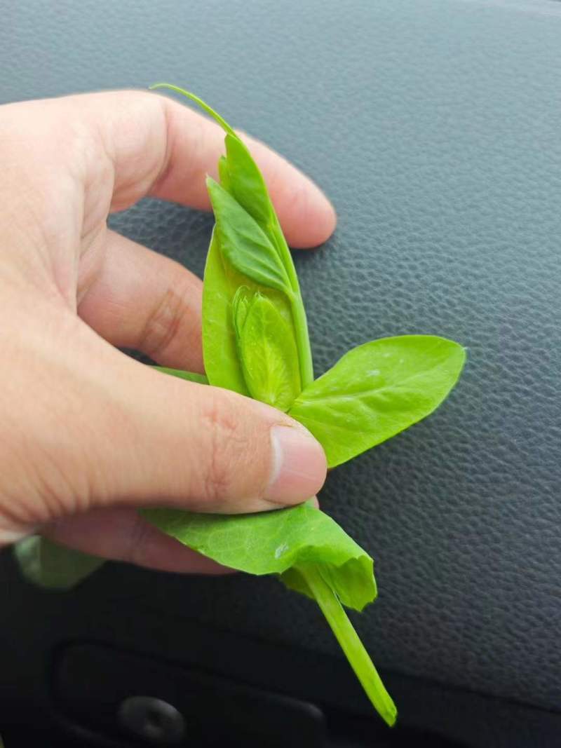 翠玉276苗用豌豆种子进口豌豆尖种子无须青豆芽豌豆苗种子