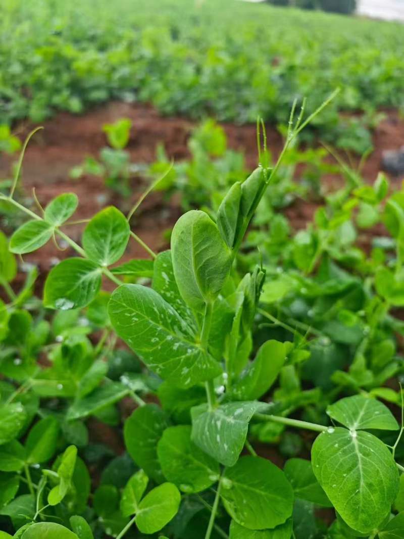 翠玉276苗用豌豆种子进口豌豆尖种子无须青豆芽豌豆苗种子