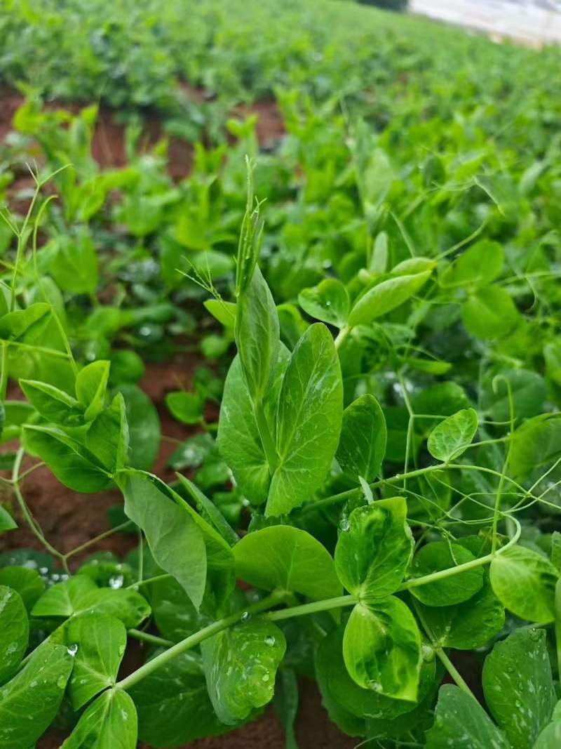 翠玉276苗用豌豆种子进口豌豆尖种子无须青豆芽豌豆苗种子