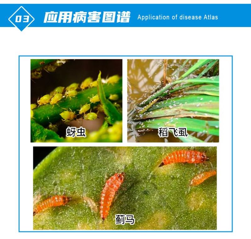贵和70%噻虫嗪小麦蚜虫芦笋蓟马水稻稻飞虱农药杀虫剂正品