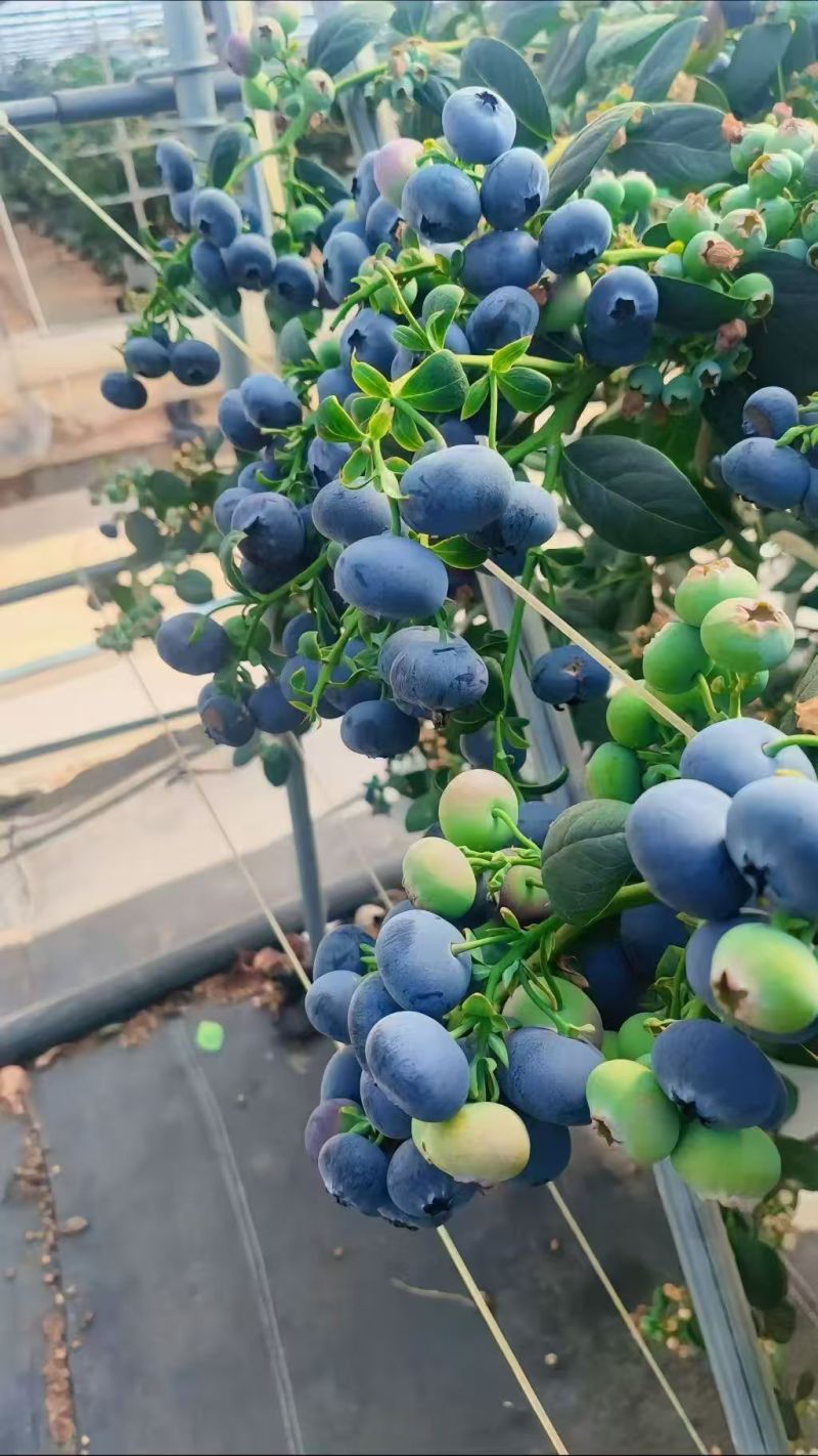 L25蓝莓花香蓝莓云南蓝莓支持电商一件代发量大优惠