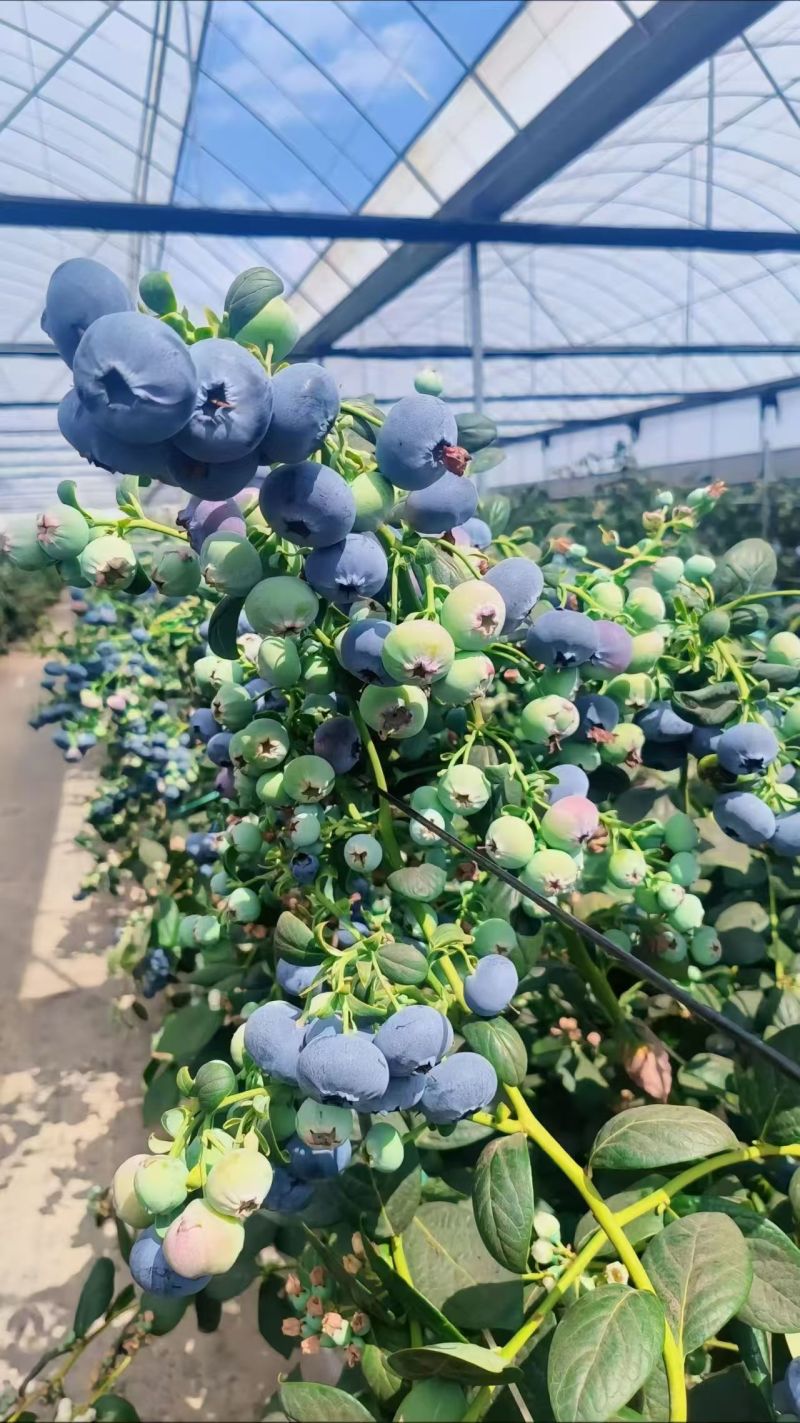 L25蓝莓花香蓝莓云南蓝莓支持电商一件代发量大优惠