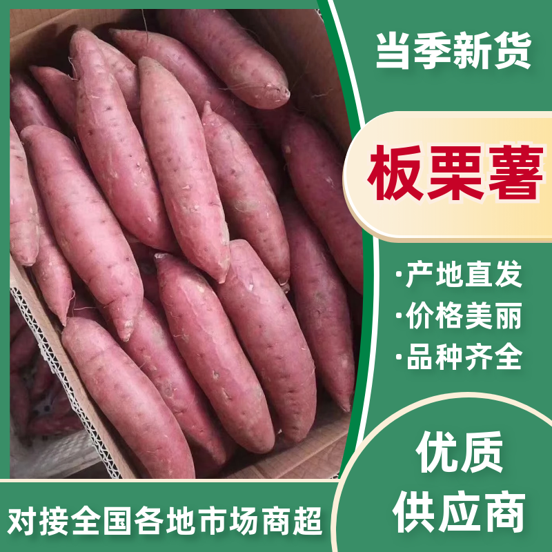 【旺铺】济薯26红薯丘陵沙地种植地窖糖化储存支持全国发货