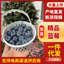 L25蓝莓花香蓝莓云南蓝莓支持电商一件代发量大优惠