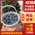 L25蓝莓花香蓝莓云南蓝莓支持电商一件代发量大优惠
