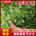 金花菜草头颜色漂亮，叶片大，欢迎各位老板联系我