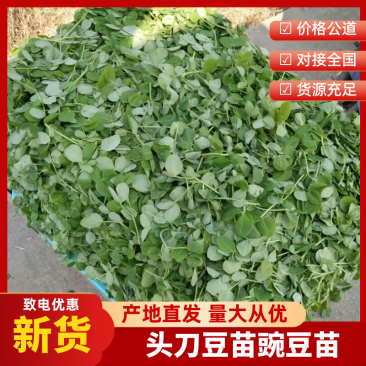头刀豆苗豌豆苗上市，叶子鲜嫩，颜色漂亮，口感很嫩