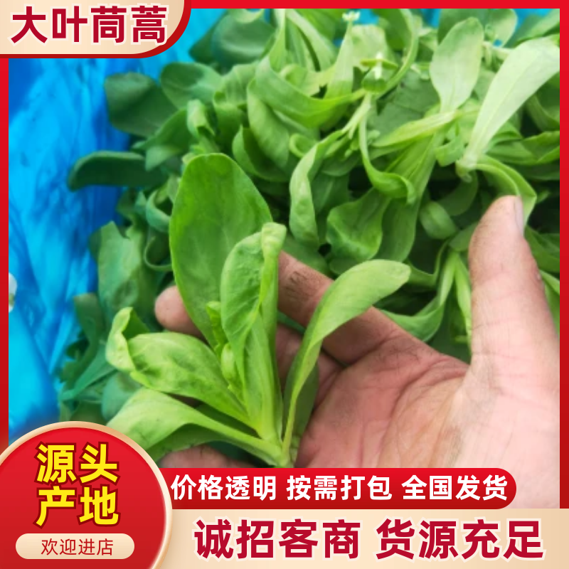 大叶茼蒿，大叶蓬蒿菜，颜色漂亮，口感嫩