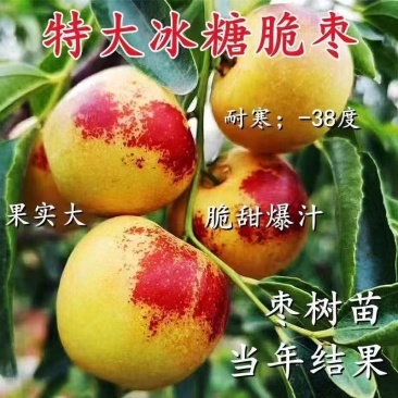 正宗脆枣苗各种规格齐全提供技术指导挂果快易管理产量高需求量大
