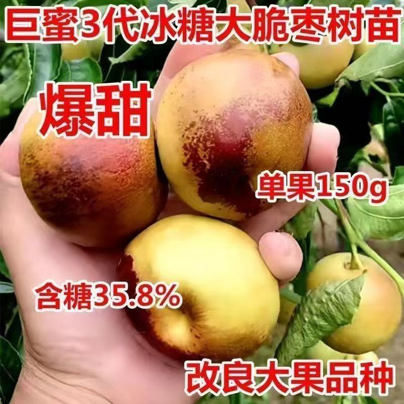 正宗脆枣苗各种规格齐全提供技术指导挂果快易管理产量高需求量大