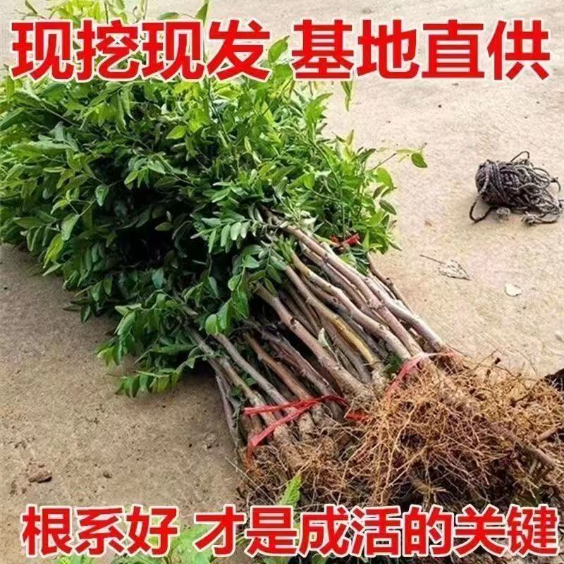 正宗脆枣苗各种规格齐全提供技术指导挂果快易管理产量高需求量大