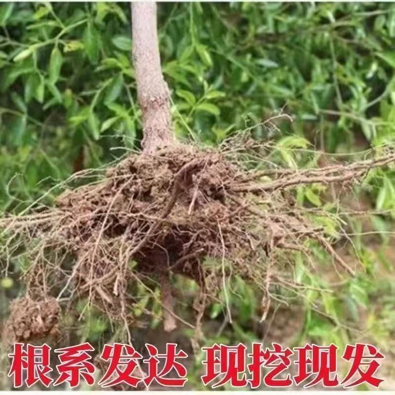 正宗脆枣苗各种规格齐全提供技术指导挂果快易管理产量高需求量大