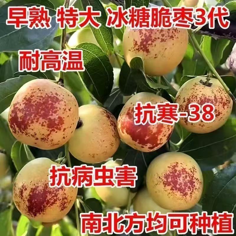 正宗脆枣苗各种规格齐全提供技术指导挂果快易管理产量高需求量大