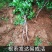正宗脆枣苗各种规格齐全提供技术指导挂果快易管理产量高需求量大