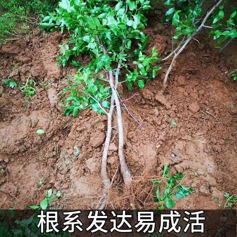 正宗脆枣苗各种规格齐全提供技术指导挂果快易管理产量高需求量大