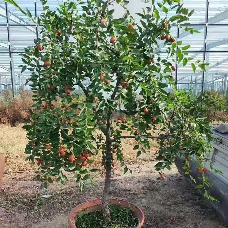 正宗脆枣苗各种规格齐全提供技术指导挂果快易管理产量高需求量大