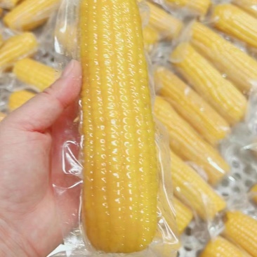 东北玉米棒糯玉米工厂直发价钱实惠保质保量供应