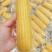 东北玉米棒糯玉米工厂直发价钱实惠保质保量供应