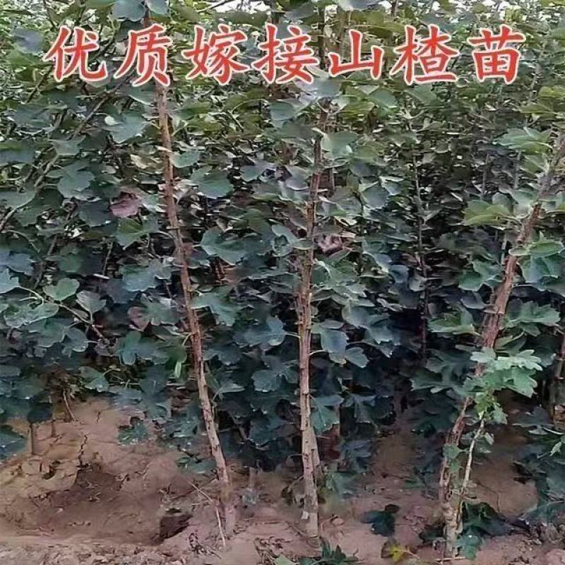 大五棱山楂苗大众品种适应能力强耐高温低温成活率高易管理投入小