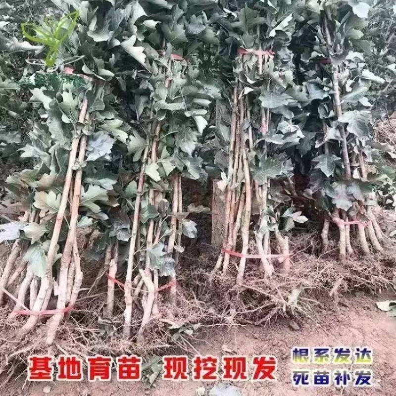 大五棱山楂苗大众品种适应能力强耐高温低温成活率高易管理投入小