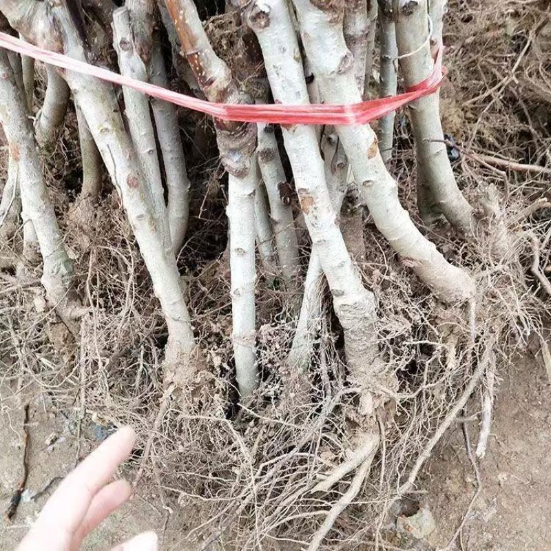 大五棱山楂苗大众品种适应能力强耐高温低温成活率高易管理投入小