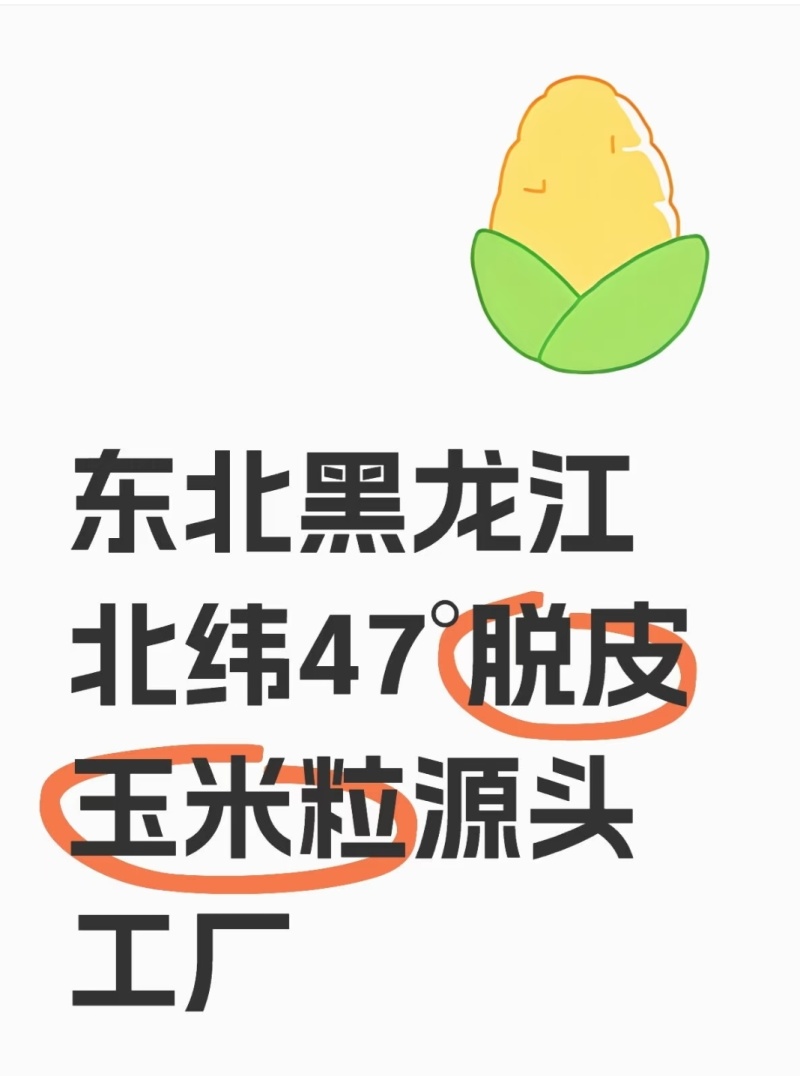 东北脱皮玉米粒保质保量供应价钱实惠视频看货