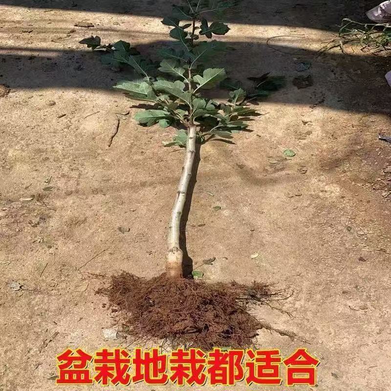 大金星山楂苗一手货源一手价格可以视频看货实地看货满意为止