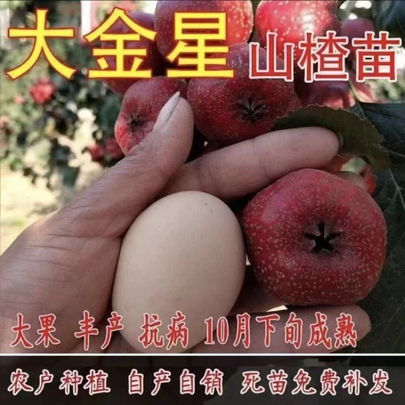 大金星山楂苗一手货源一手价格可以视频看货实地看货满意为止