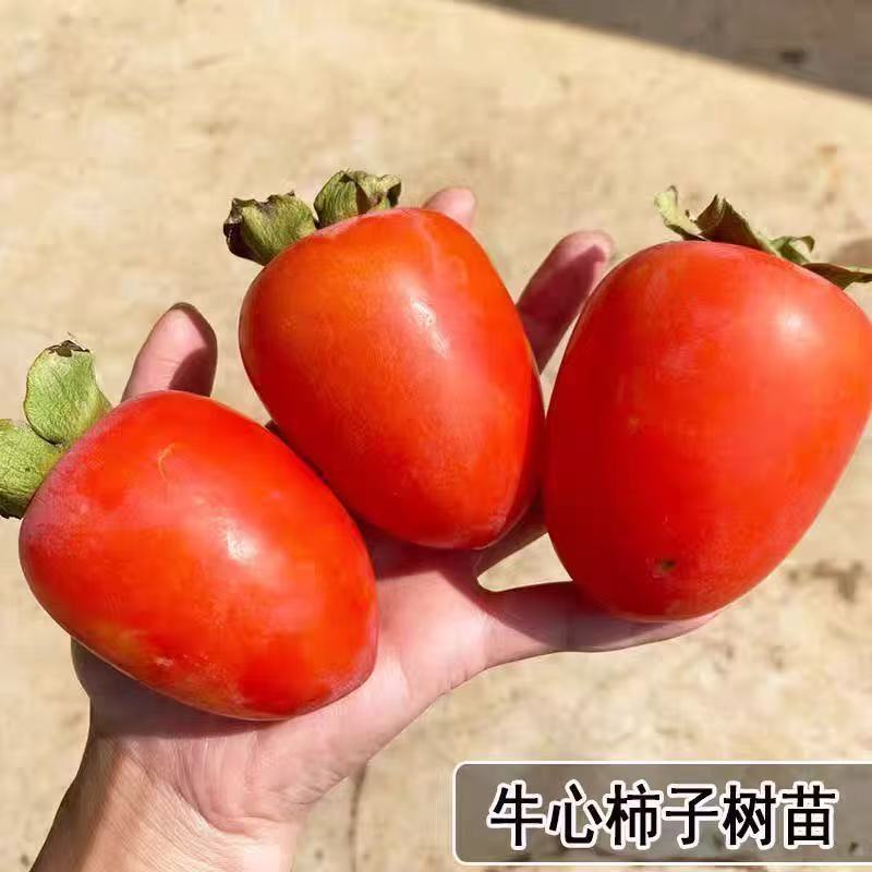 牛心柿苗果子卖相好市场接受度高没啥技术含量易存活回报周期短