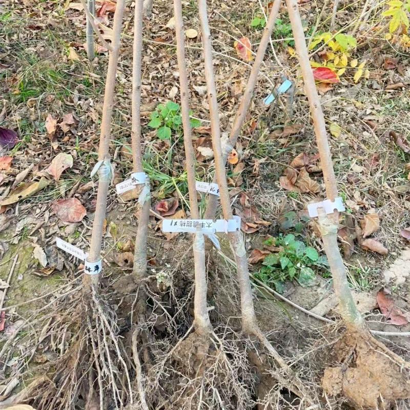 牛心柿苗果子卖相好市场接受度高没啥技术含量易存活回报周期短