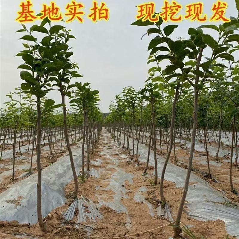 牛心柿苗果子卖相好市场接受度高没啥技术含量易存活回报周期短