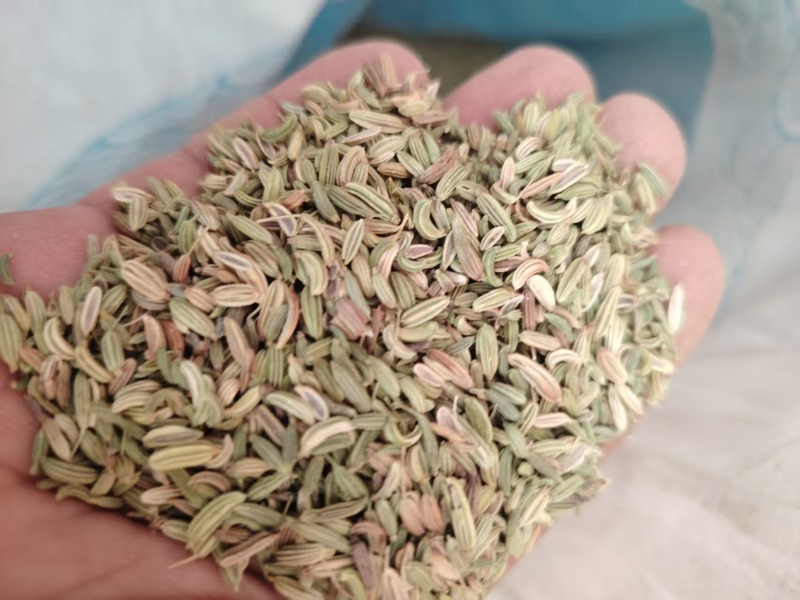 茴香【小茴香】玉门产地规格齐全，诚信经营客户至上