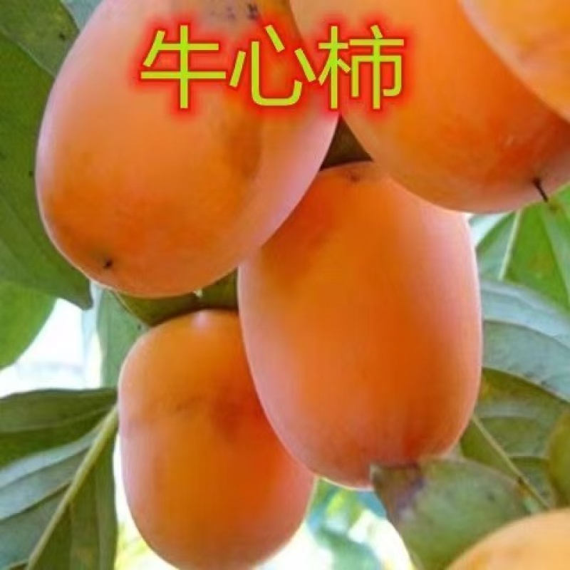 牛心柿苗果子卖相好市场接受度高没啥技术含量易存活回报周期短