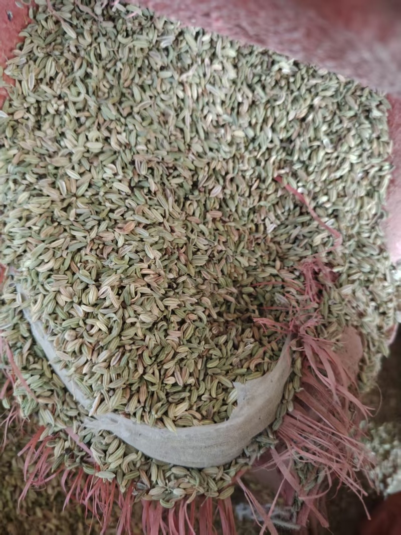 茴香【小茴香】玉门产地规格齐全，诚信经营客户至上