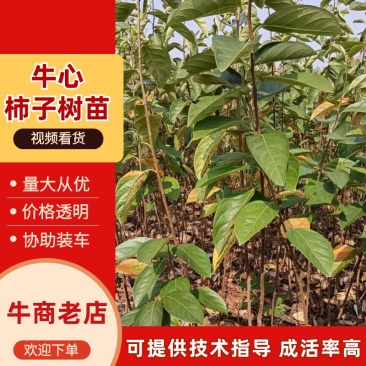 牛心柿苗果子卖相好市场接受度高没啥技术含量易存活回报周期短