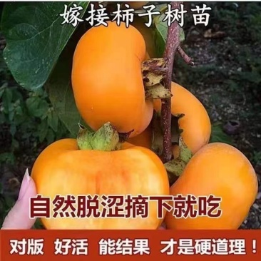 无核甜脆柿子苗自然成熟脱涩口感脆甜广受好评南北方种植保湿发货