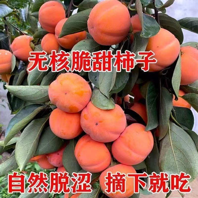 无核甜脆柿子苗自然成熟脱涩口感脆甜广受好评南北方种植保湿发货