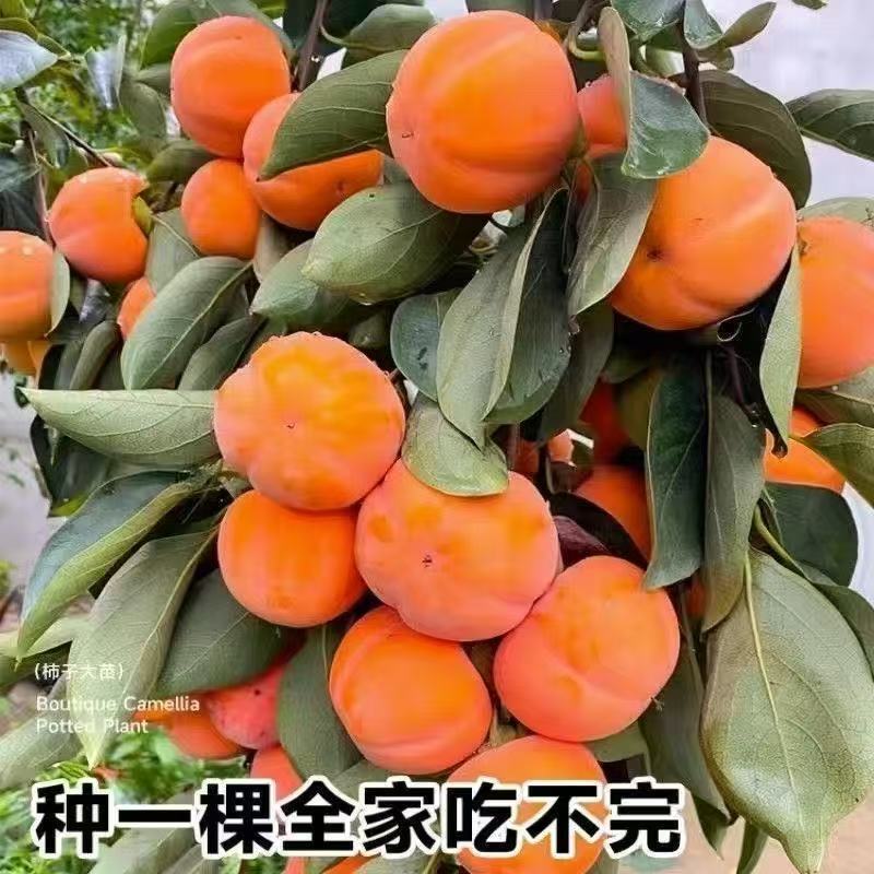 无核甜脆柿子苗自然成熟脱涩口感脆甜广受好评南北方种植保湿发货