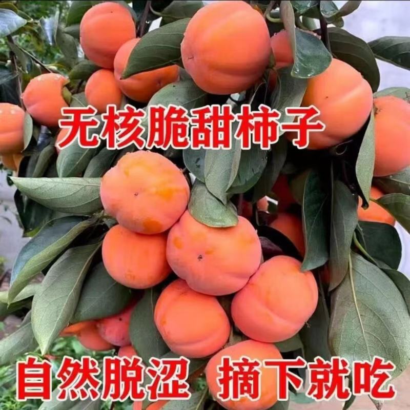 无核甜脆柿子苗自然成熟脱涩口感脆甜广受好评南北方种植保湿发货