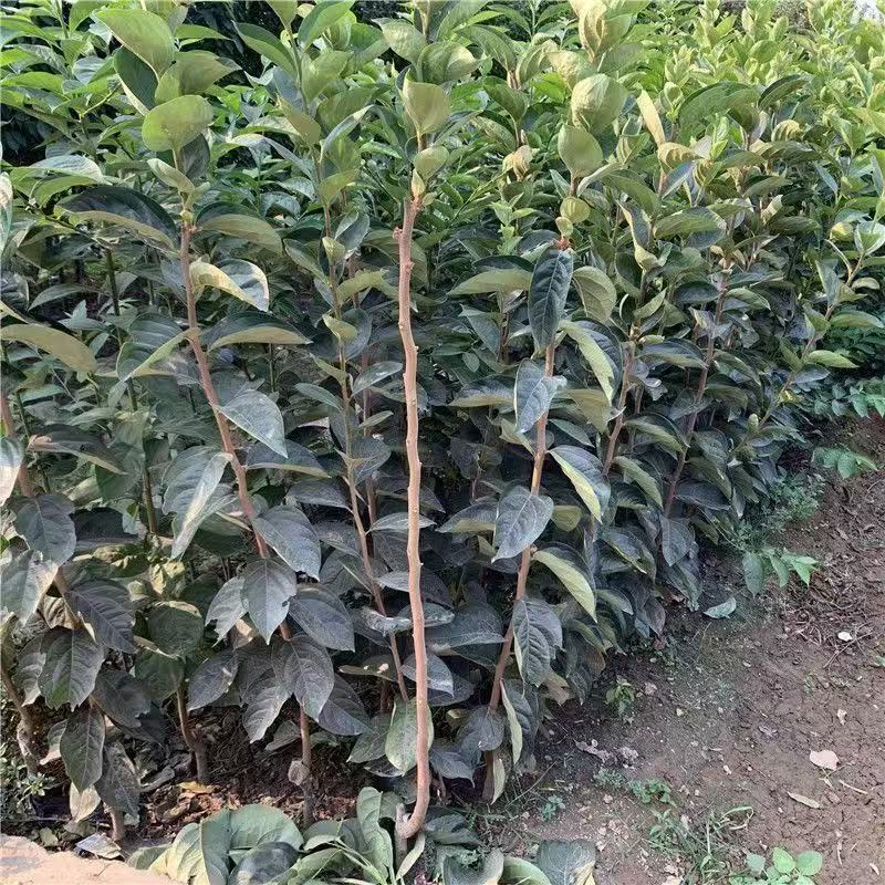 无核甜脆柿子苗自然成熟脱涩口感脆甜广受好评南北方种植保湿发货