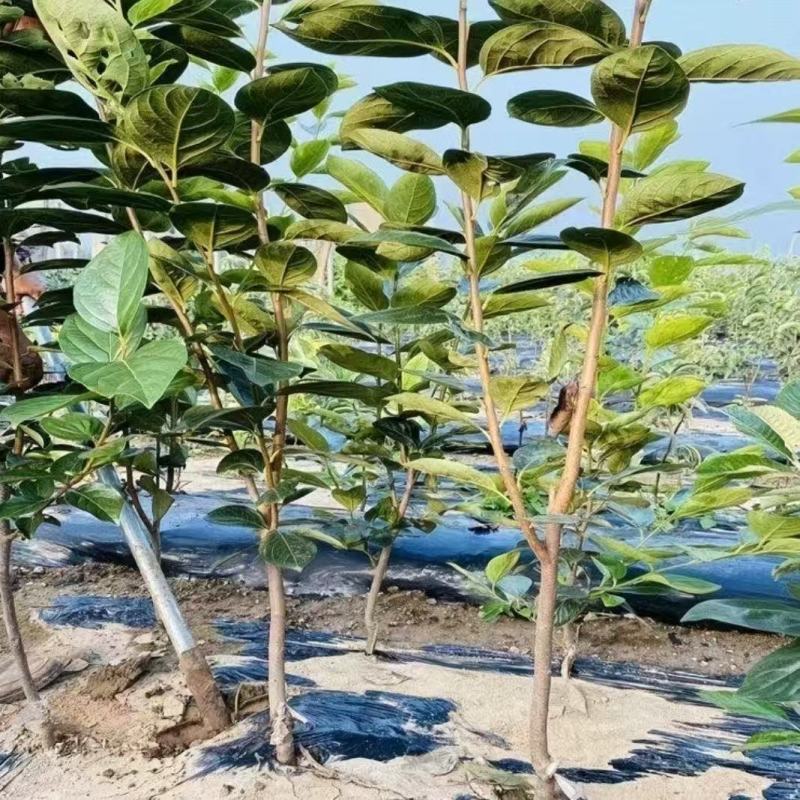 无核甜脆柿子苗自然成熟脱涩口感脆甜广受好评南北方种植保湿发货