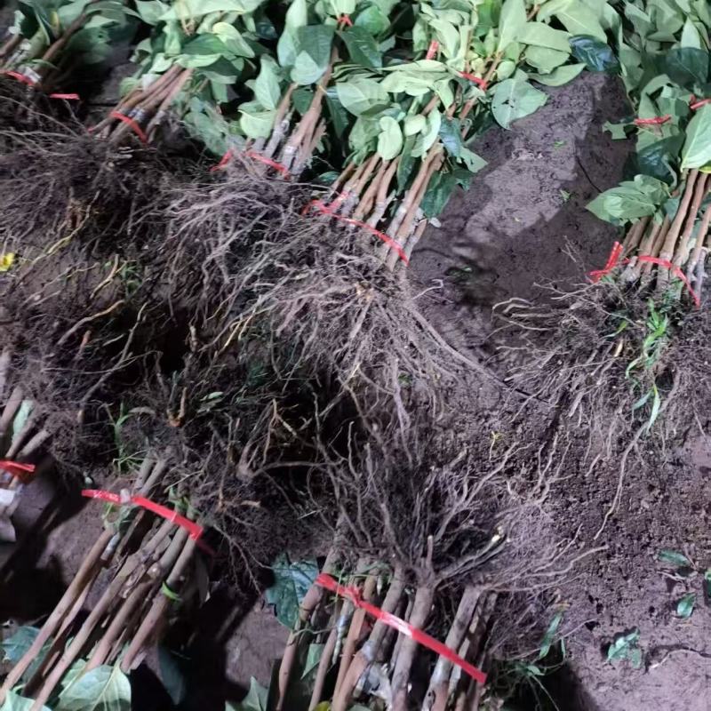 无核甜脆柿子苗自然成熟脱涩口感脆甜广受好评南北方种植保湿发货
