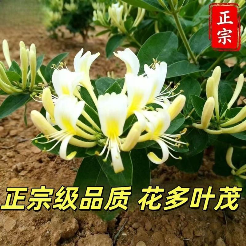 金银花苗各种品种盆栽盆景嫁接苗都有价值高包回收包售后死苗补发