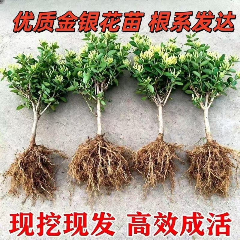 金银花苗各种品种盆栽盆景嫁接苗都有价值高包回收包售后死苗补发