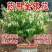 金银花苗各种品种盆栽盆景嫁接苗都有价值高包回收包售后死苗补发