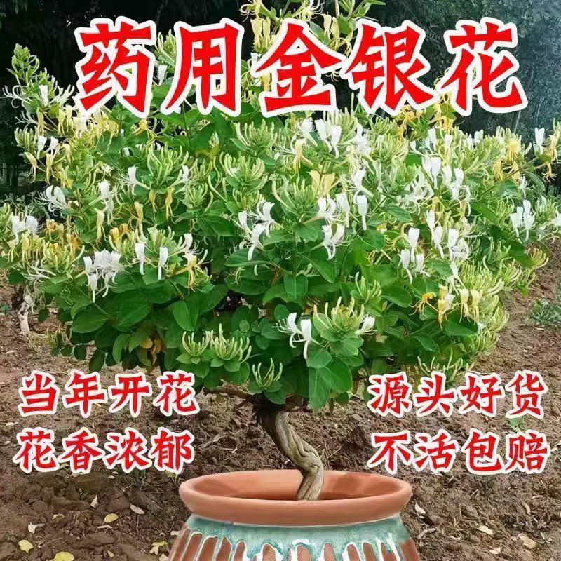 金银花苗各种品种盆栽盆景嫁接苗都有价值高包回收包售后死苗补发