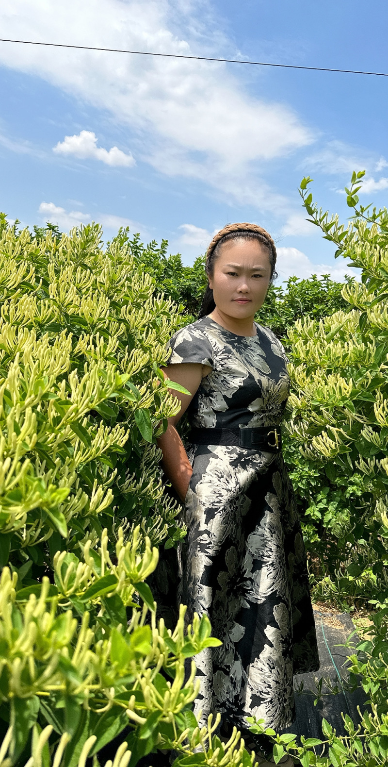 金银花苗各种品种盆栽盆景嫁接苗都有价值高包回收包售后死苗补发