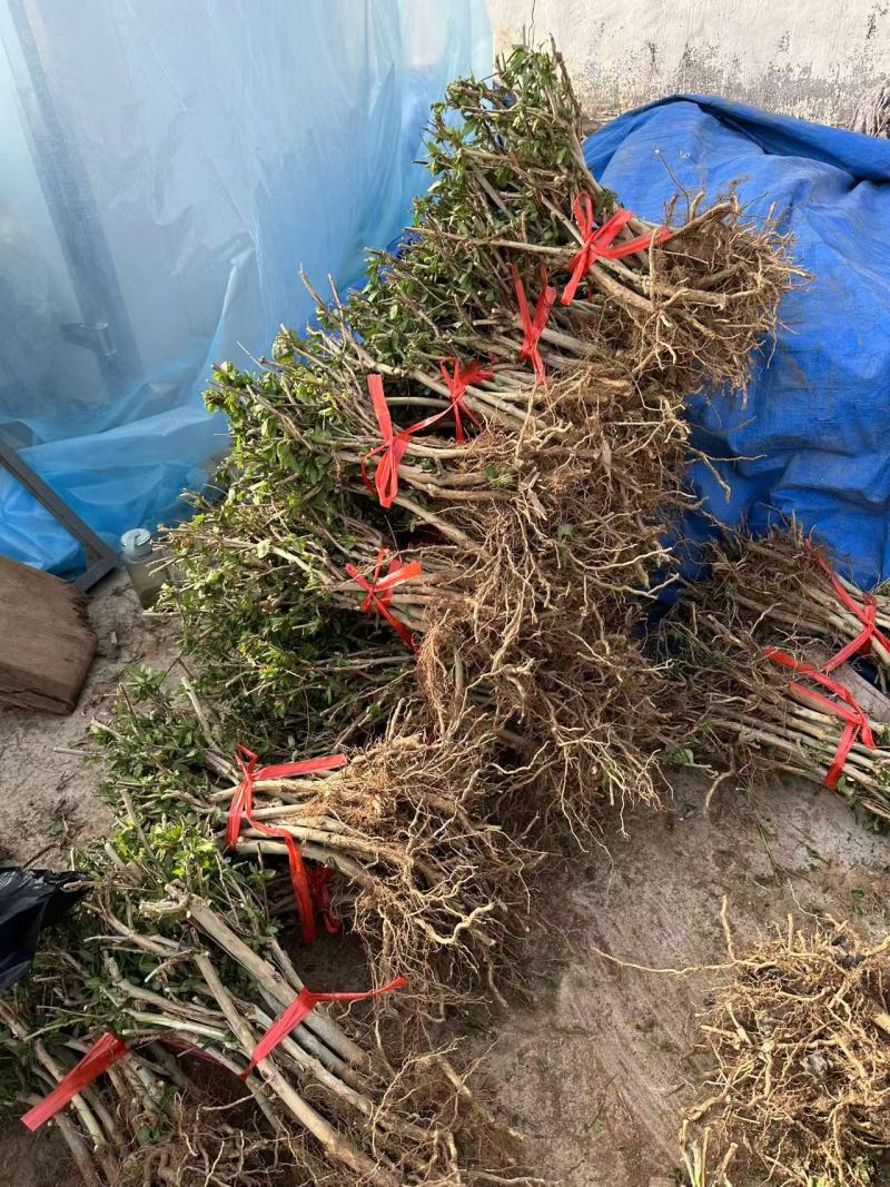 金银花苗各种品种盆栽盆景嫁接苗都有价值高包回收包售后死苗补发